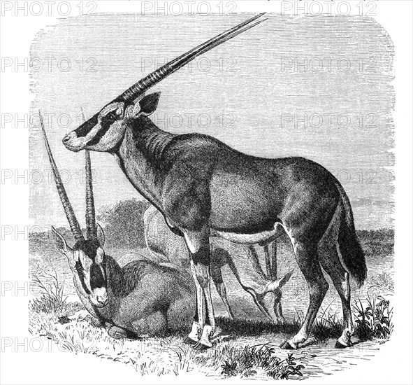 East african oryx