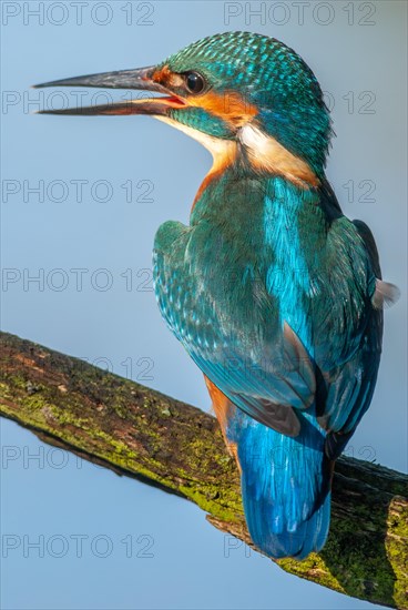 Kingfisher