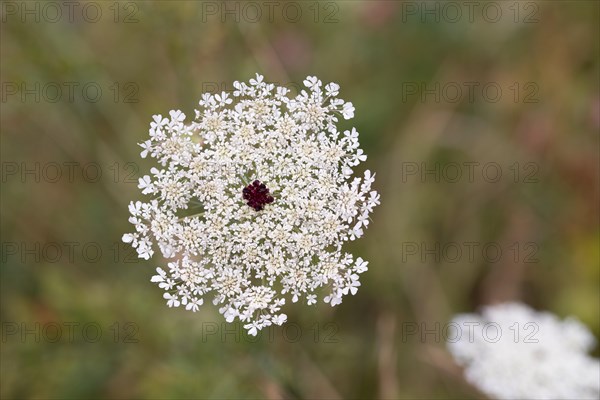 Wild carrot