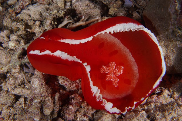 Spanish dancer