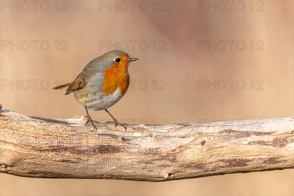 European robin