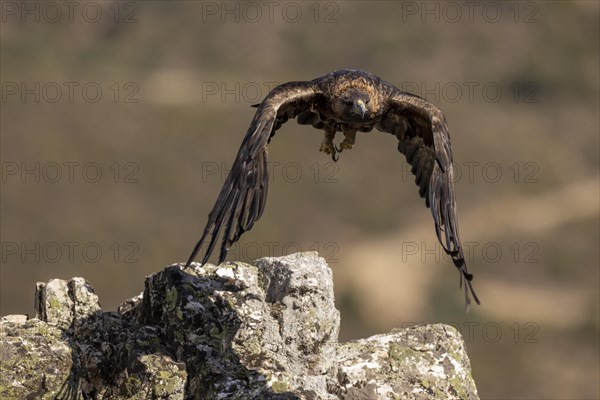 Golden eagle