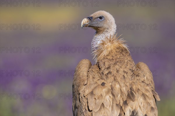 Griffon vulture