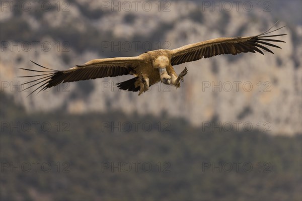 Griffon vulture