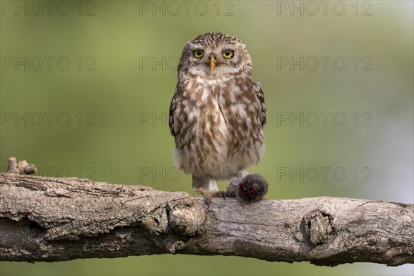 Little Owl