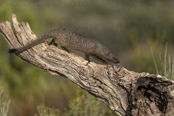 Egyptian mongoose