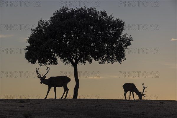 Red deer