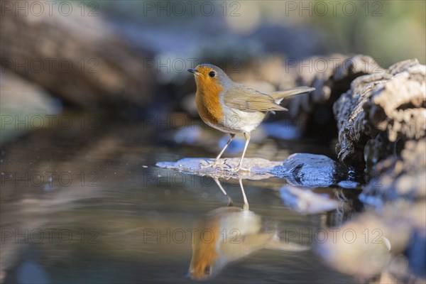 European robin