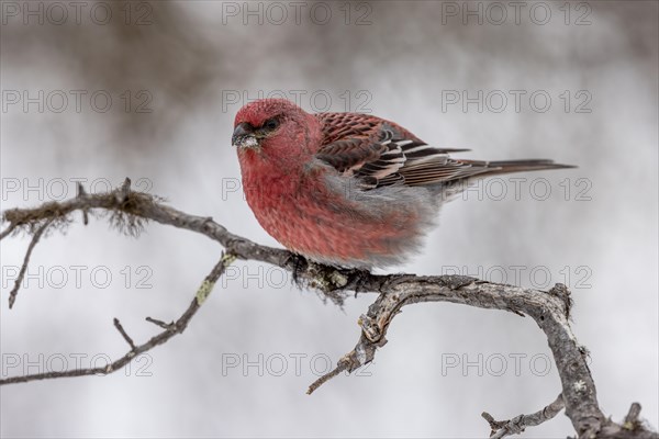 Pine grosbeak