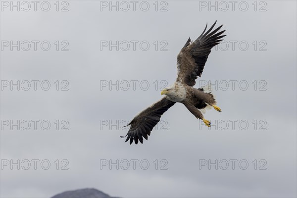 White-tailed eagle