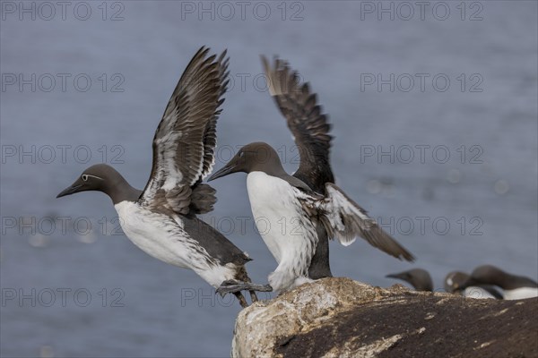 Common Guillemot