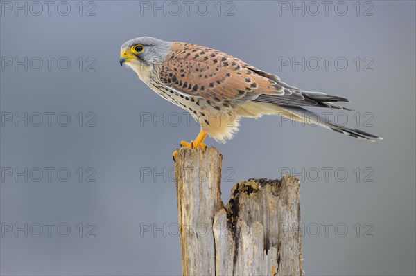 Common kestrel