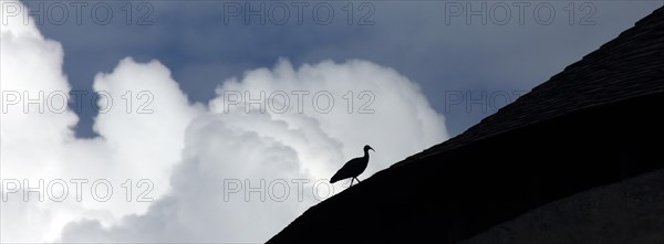 Northern bald ibis