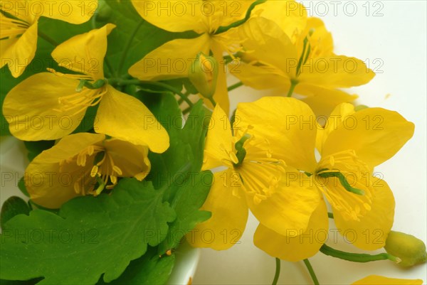 Medicinal plant greater celandine