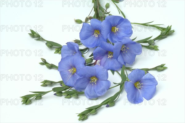 Medicinal plant Linseed