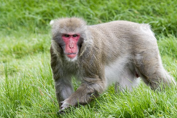 Japanese macaque