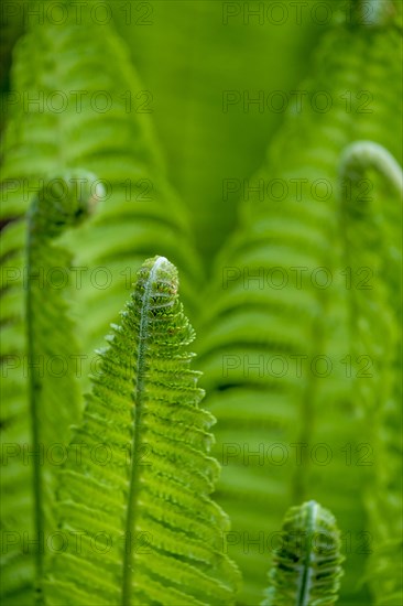 Fern frond