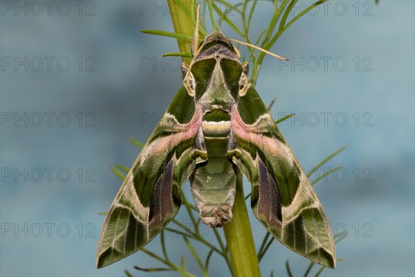 Oleander moth moth with closed wings hanging on green stalk from behind against blue sky