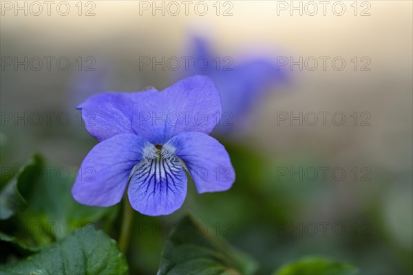 Heath dog-violet