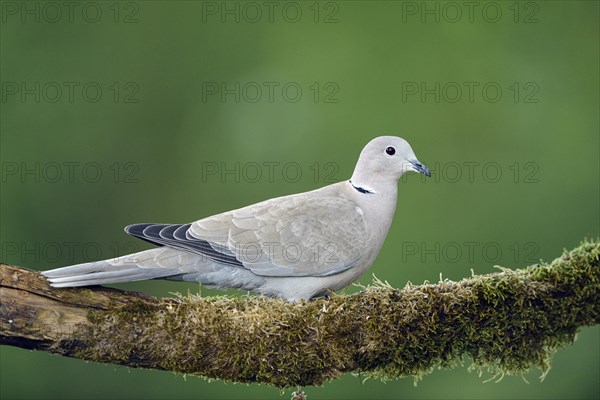 Eurasian collared dove