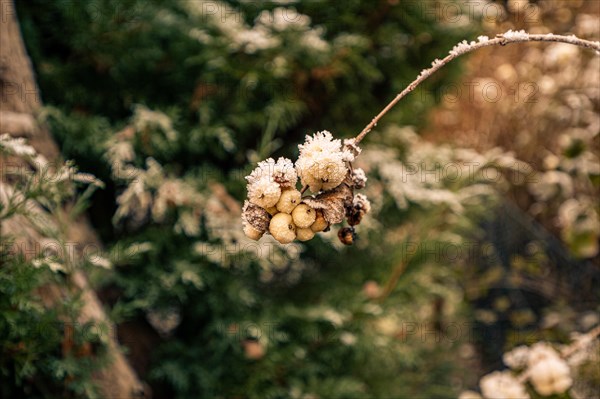 The berries of the common snowberry