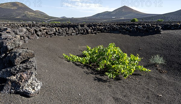 Winegrowing area in La Geria