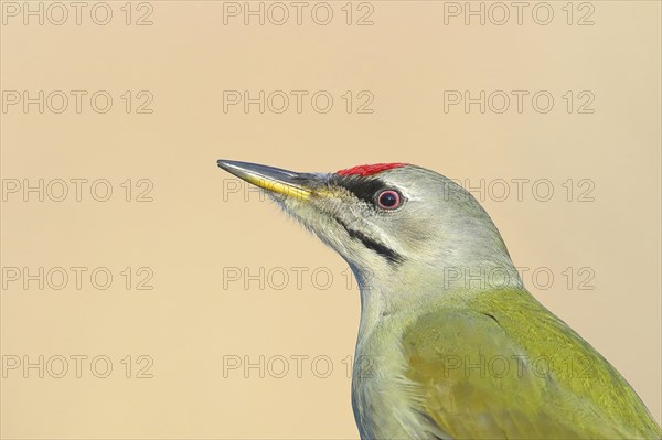 Grey-headed woodpecker