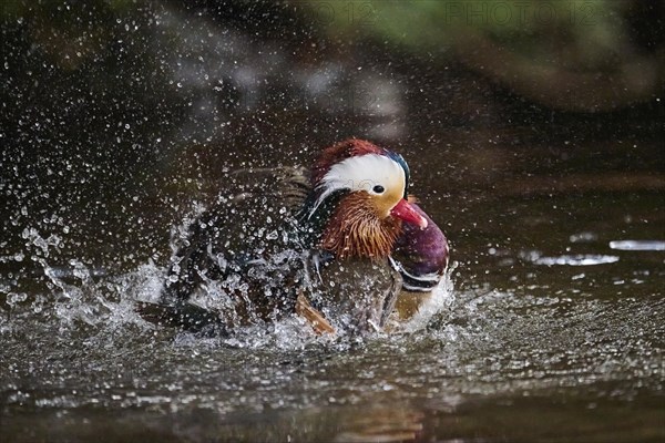 Mandarin duck