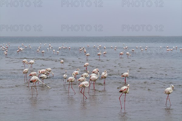 Greater flamingos