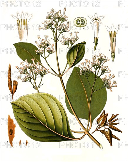 Medicinal plant