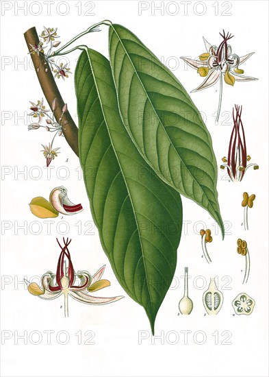 Medicinal plant