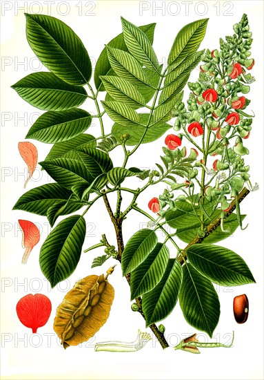 Medicinal plant