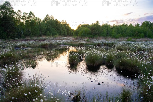 Hare's-tail cottongrass