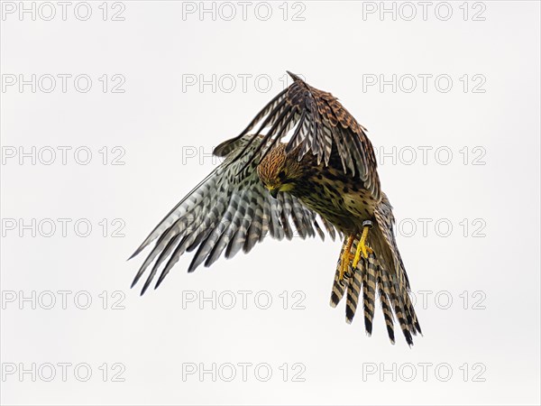 Common kestrel