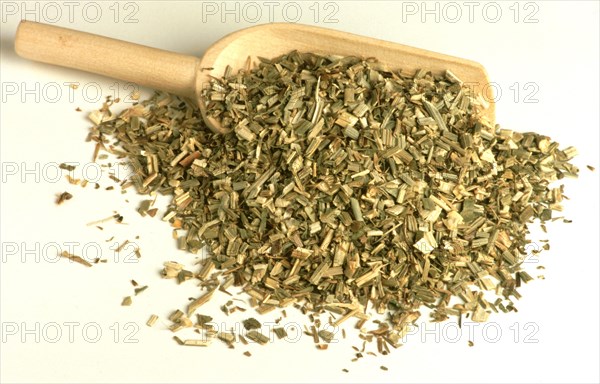 Medicinal herbs dried chicory