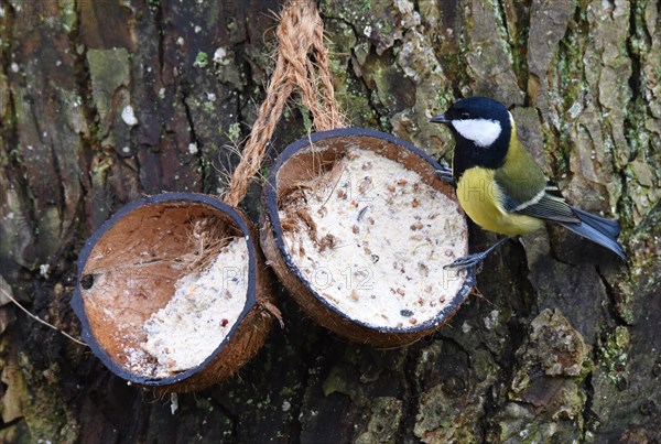 Great tit