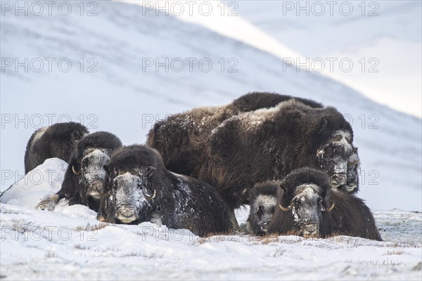 Musk oxes