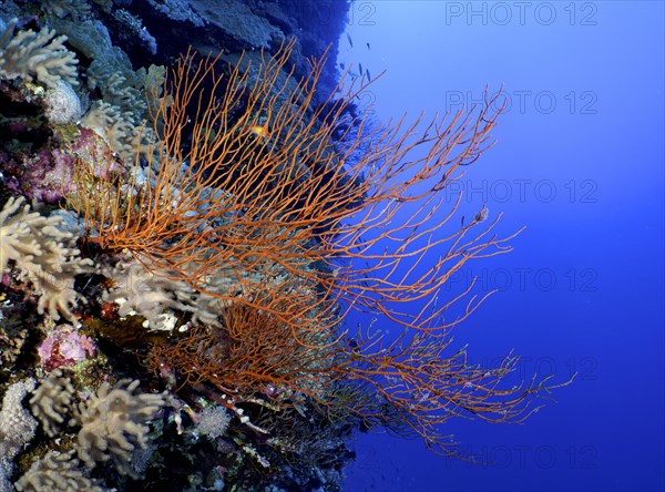 Black bushy black coral