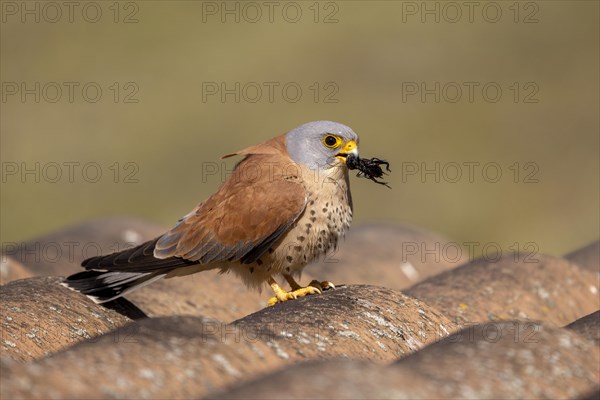 Lesser kestrels