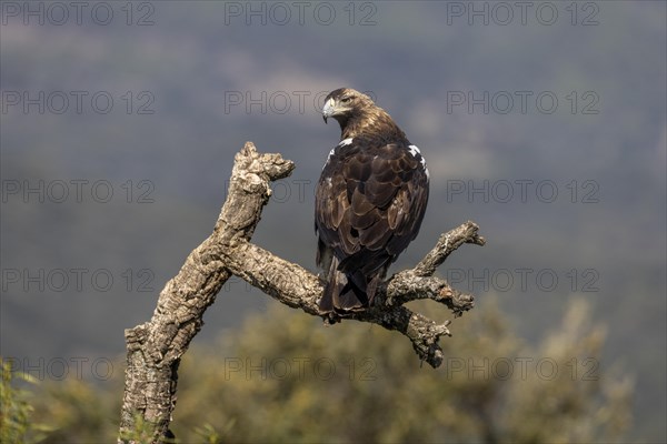 Spanish imperial eagle