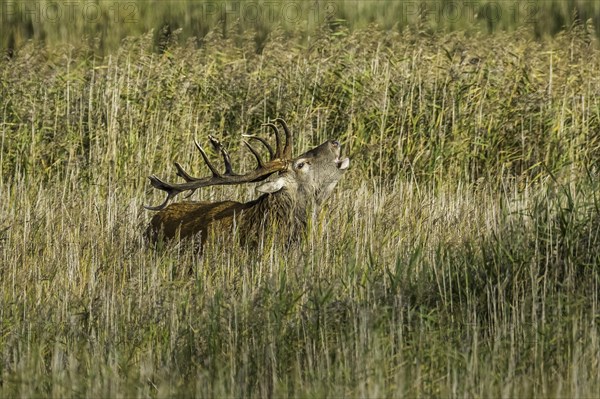 Red deer