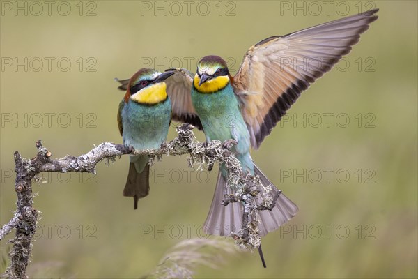 European bee-eater