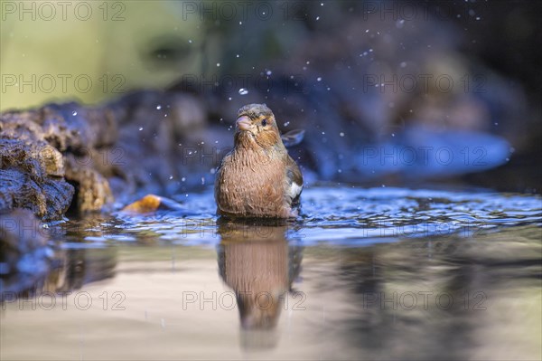 Common chaffinch