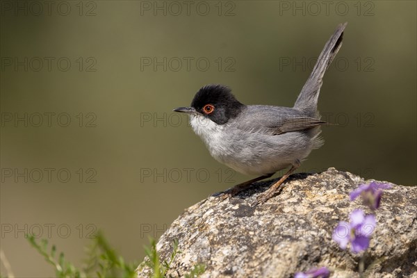 Sardinian warbler