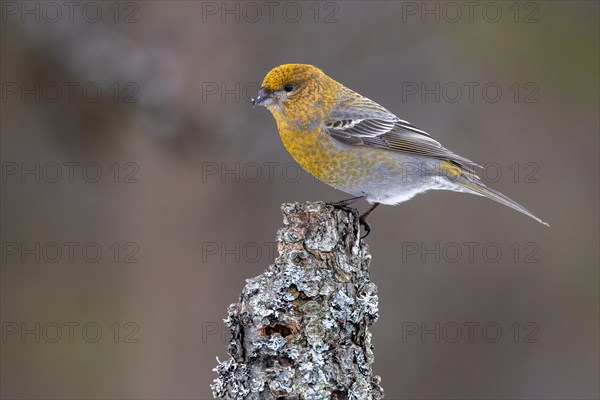 Pine grosbeak