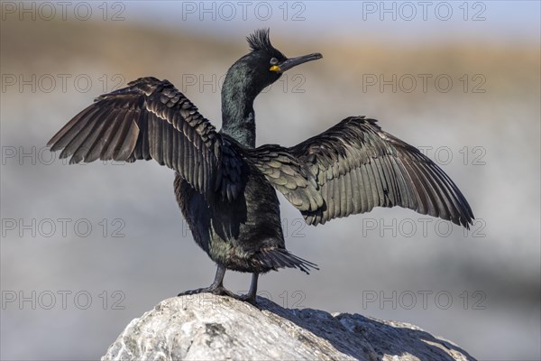 Common shag