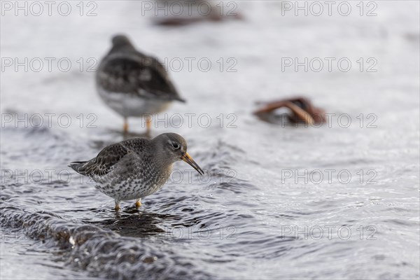 Purple Sandpiper