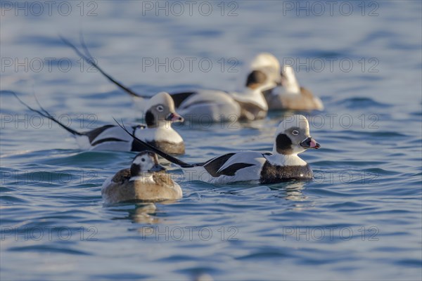 Long-tailed duck