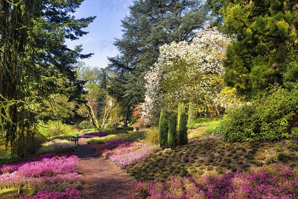 Walk through flowering heather garden