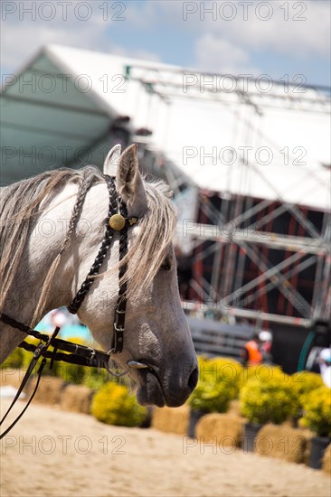 Portrait of dark palomino horse. Horse head with long mane in profile